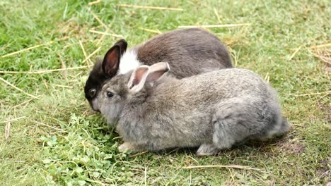 Kaninchen-auf-dem-Rasen