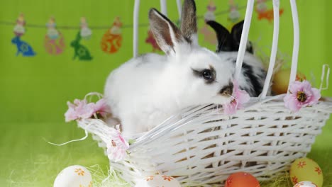 Two-little-Easter-bunny-in-white-basket-with-decorated-eggs