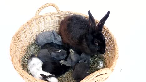 Schöne-zwanzig-Tage-Baby-Kaninchen-in-einem-Heunest