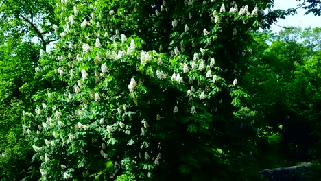 Kiev-green-blooming-chestnut-tree,-a-symbol-of-the-city.-Ukraine.-Drone-flight