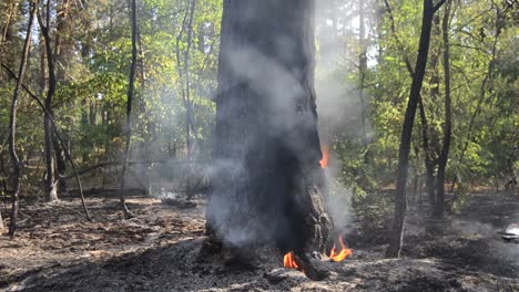 Feuer-im-Wald.