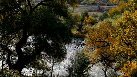 Schnelle-Gebirgsfluss-fließt.-Blick-durch-die-Bäume