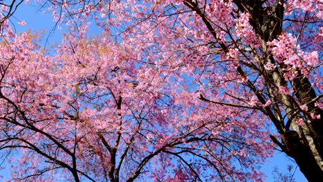 cerezo-rosa-en-flor