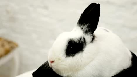 white-rabbit-sits