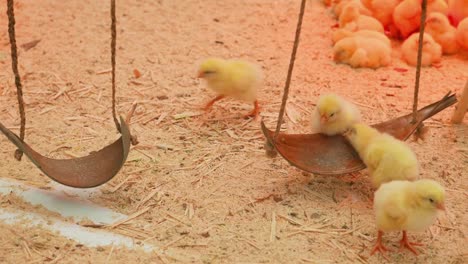 Pequeña-pollos-divertirse-y-descansar-en-el-restaurante-paddock