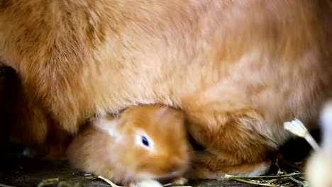 kleine-rote-Kaninchen-in-den-Käfig