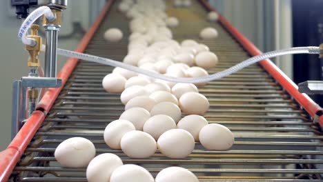 Eggs-sorting-in-the-factory.-Egg-sorting-conveyor-in-action.