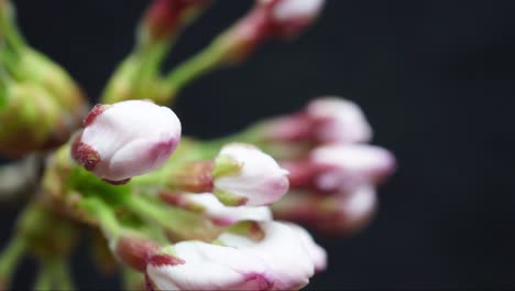 el-inicio-de-flor-de-cerezo-season(Time-lapse)