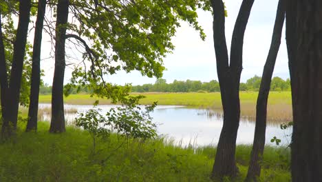 Vista-de-un-pequeño-río-a-través-de-ramas-de-árboles