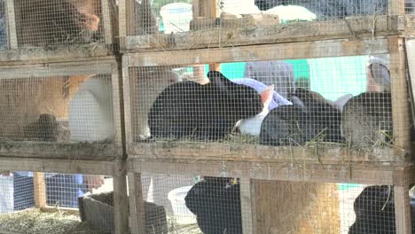 Rabbits-in-cages-close-up.-Livestock-animal-husbandry