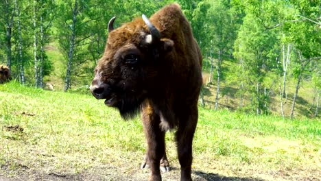 European-bison-(Bison-bonasus).