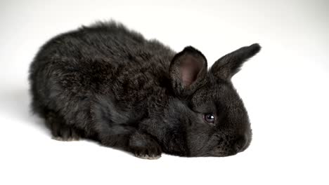 rabbit-or-bunny-on-white-background