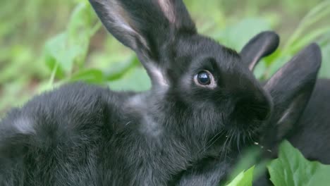 Telephoto-shot-of-two-black-rabbits-cuddle-to-each-other-on-heavy-wind