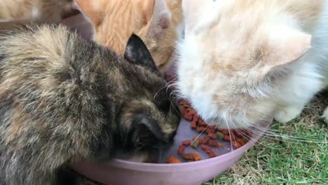 Kittens-Eating