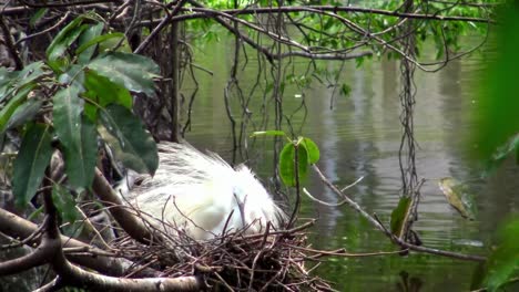 4k,-Little-egret-take-care-the-nest-with-blue-eggs-on-tree-of-lake-at-Taipei