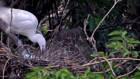 Slow-Motion-Weißer-Vogel-Egretta-Garzetta-Nesting-kümmern-Nest-mit-blauem-Ei