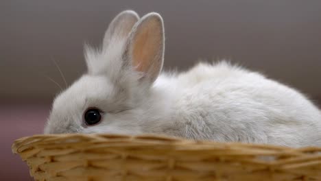 Cute-white-rabbit-eating,-ears-sticking-out-of-basket,-Easter-symbol-closeup