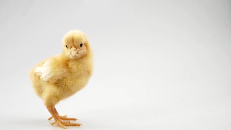 chick-on-a-white-background-Agriculture,-farm-and-Livestock-Concept