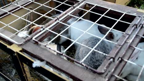 Young-rabbits-kept-in-a-cage