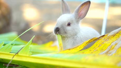 conejo-comiendo-hojas-en-el-jardín