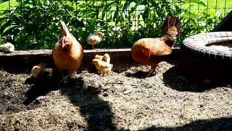 young-chicken-walking-with-her-little-chickens