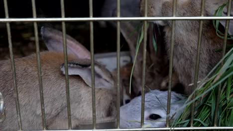 Rabbits-in-the-cage-eat-grass.