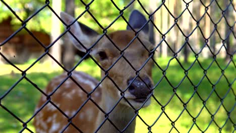 Spotted-deer-in-the-zoo.