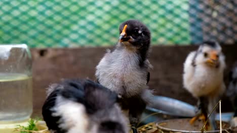 Pollos-a-pie-en-una-jaula-en-el-primer-plano-de-la-finca.-Hogar