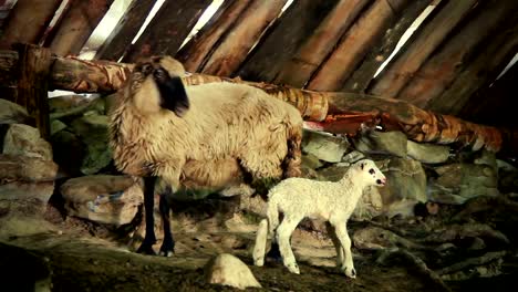 Sheep-with-lamb-1