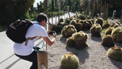 Man-is-photographing-round-cactus-plants-in-garden-in-summer