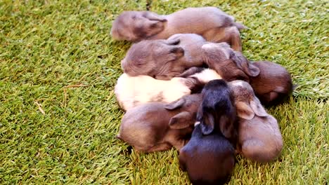 Eleven-days-lovely-baby-rabbits-on-artificial-green-grass