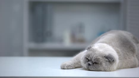 Sleepy-scottish-fold-cat-lying-on-table,-well-groomed-fur,-advertising-template