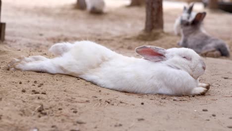 Kaninchen-liegt-auf-dem-Boden-auf-dem-Hof-liegend