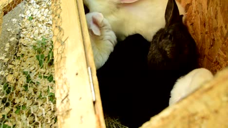 Weiße-und-schwarze-Kaninchen-in-einem-Holzkäfig