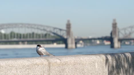 Einzelmöwe-auf-einer-Böschung-auf-alter-Brücke-Hintergrund---St.-Petersburg,-Russland