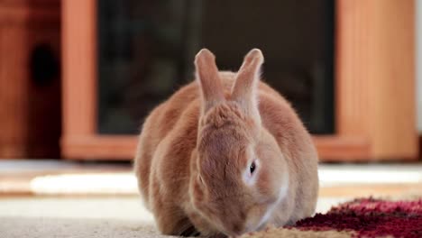 Rufus-Rabbit-nimmt-Kopf-und-bewegt-Denk-und-leckt-Lippen