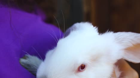 Concept-cute-beautiful-animals.-Bunny-in-the-hands-of-a-teenage-girl.-Livestock-and-farming,-rabbit-farm,-children-and-animals,-summer-vacation.-Contact-zoo-with-bunny-and-pets.-Close-up.