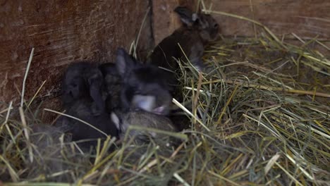 Neugeborene-Kaninchen-im-Nest.