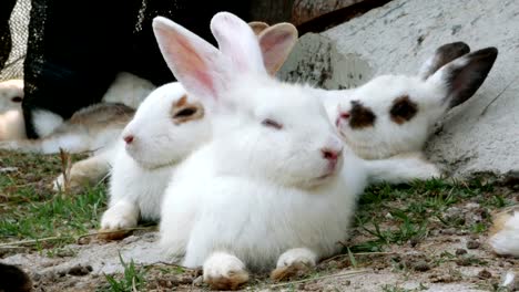 Kaninchen-sind-Reinigung-ihr-Fell-mit-anderen-Kaninchen-putzen-von-Fell.