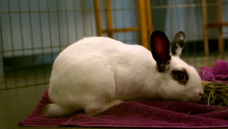 slow-motion-bunny-rabbit-sniffing