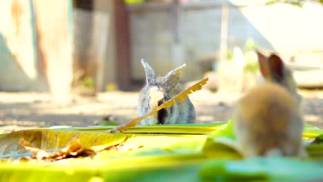 conejo-comiendo-hojas-en-el-jardín