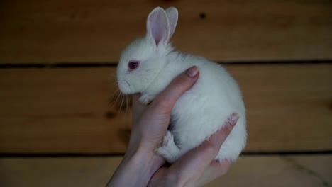 Weißes-Kaninchen.-Hände-halten-ein-weißen-Kaninchen