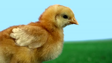 Profile-of-baby-chicken-on-green-turf