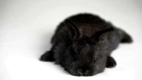 rabbit-or-bunny-on-white-background