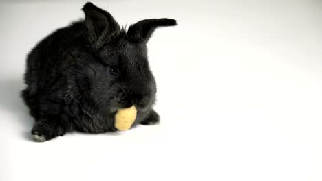 Kaninchen-oder-Hase-auf-weißem-Hintergrund