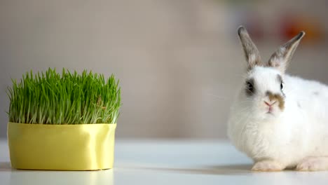 Cute-domestic-rabbit-sitting-table-near-green-plant,-healthy-pet-diet,-ecology