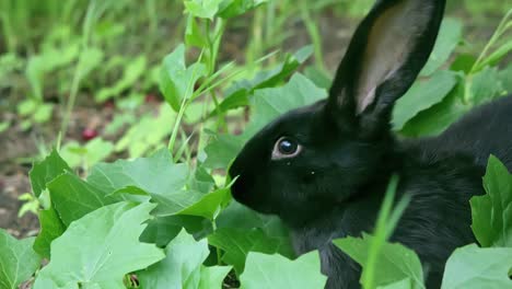 Close-up-shot-of-black-rabbit-in-leaves