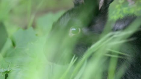 Close-up-shot-of-an-rabbit-head-in-the-grass