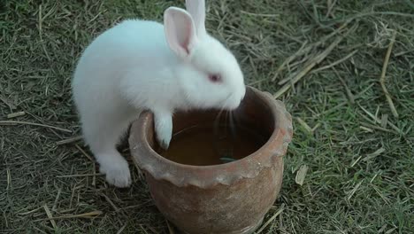 Comer-conejo-y-mordisqueando-hierba.