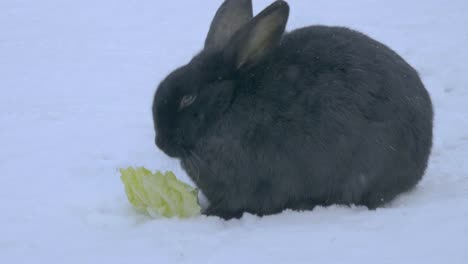 Schwarzes-Kaninchen-isst-im-Schnee